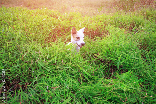 Dog lying in green lawn in front of house in Phuket Thailand