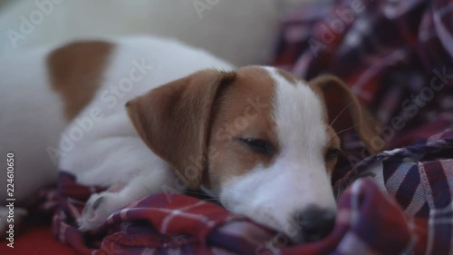 a small puppy Jack rassyl terrier lies on the couch and falls asleep. the dog looks at the camera and blinks slowly. 4K photo