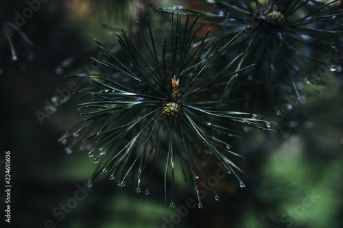 A branch of cedar pine with drops of water on long paired needles and with young cones.