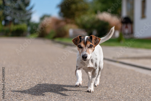 Jack Russell Terrier. Dog is running alone on a street.