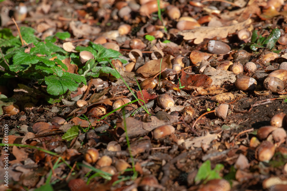 Herbst Eicheln Nüsse