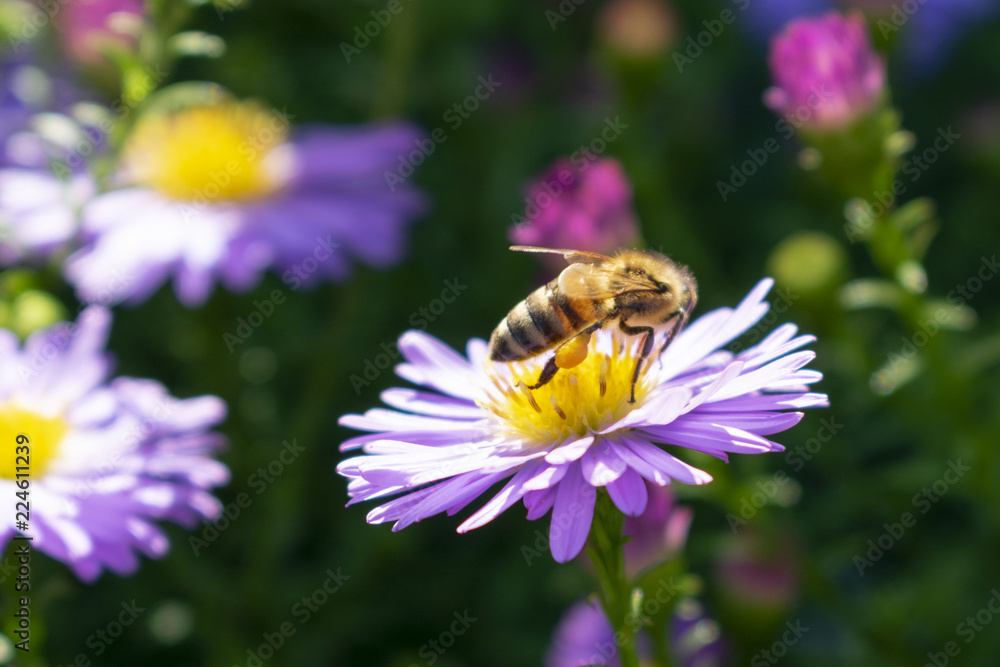 bee collects pollen from lilac flowers aster in autumn, close-up bee collects pollen from lilac flowers aster in autumn, close-up