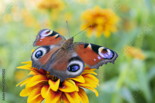 red-brown butterfly, Aglais io or peacock eye, on the yellow flower of cynia