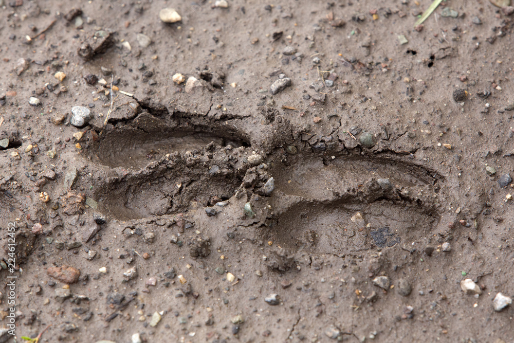 Fototapeta premium two deer tracks in wet mud