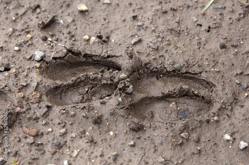 two deer tracks in wet mud
