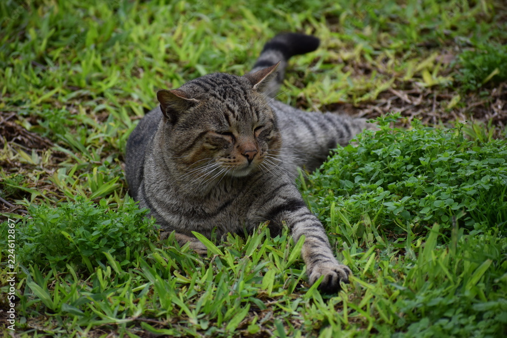 Rostros gatunos - Gatos en el parque Rostros gatunos - Gatos en el parque