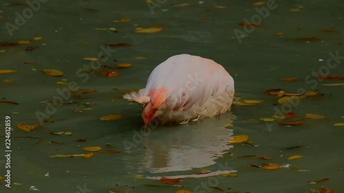 Pink flamingos in the water.