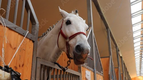white horse in the stable.