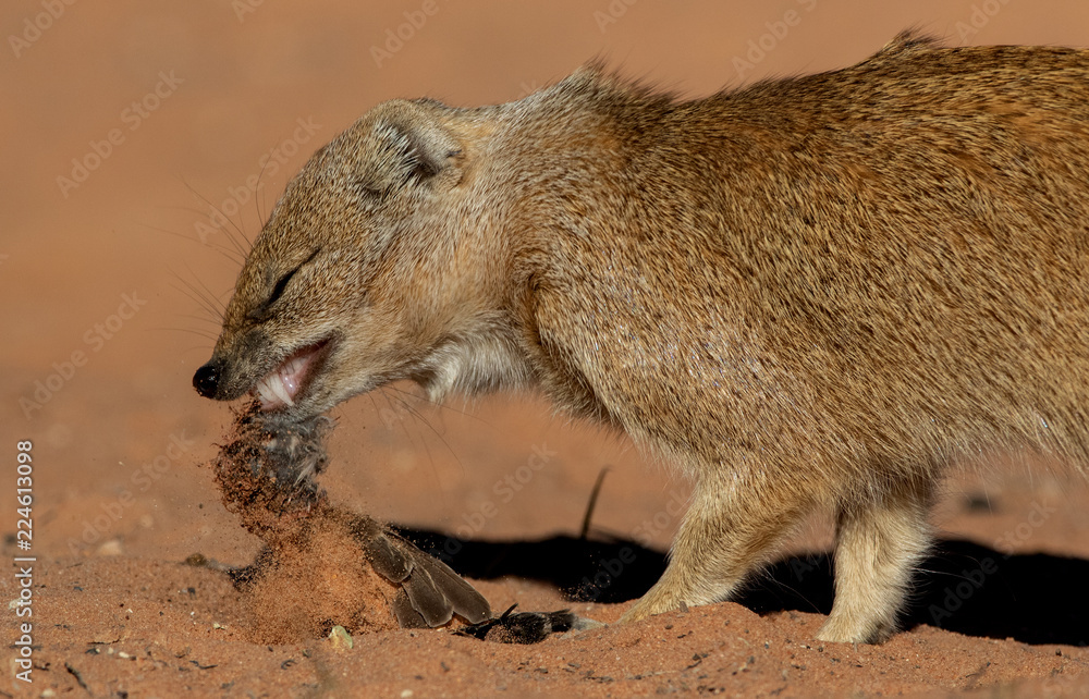 mongoose image taken in the kgalagadi mongoose image taken in the kgalagadi