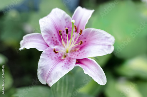 one purple lily on a green blurred background photo