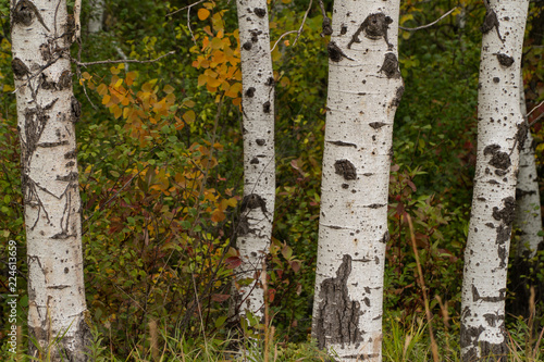 Birch Trees