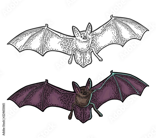 Bat flying with scary face. Vector black vintage engraving