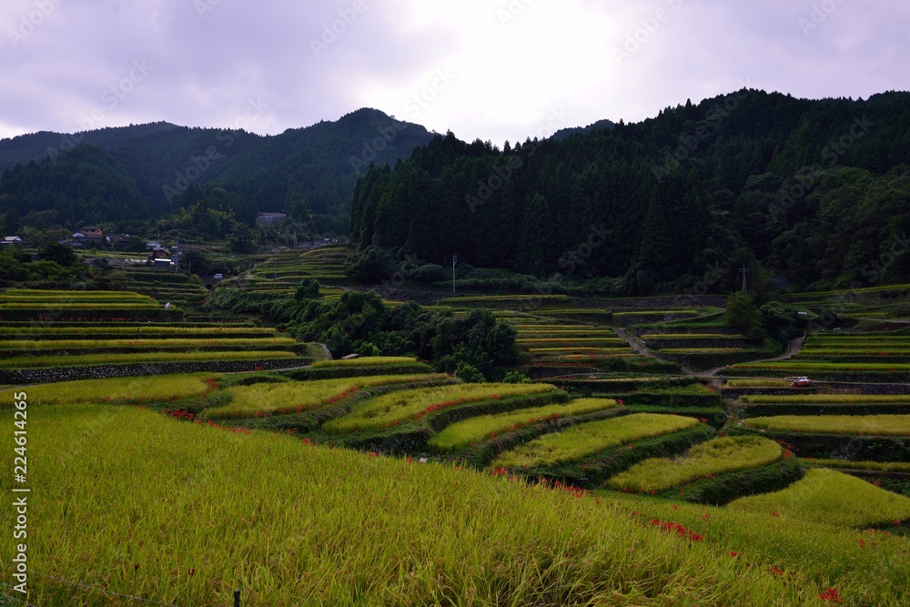 つづら棚田 つづら棚田