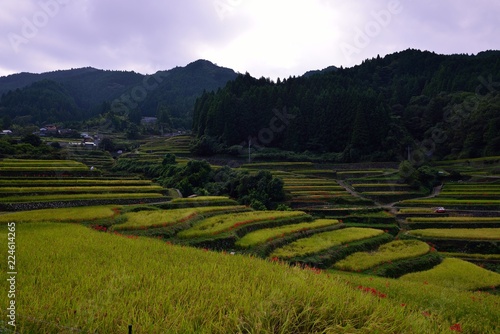 つづら棚田