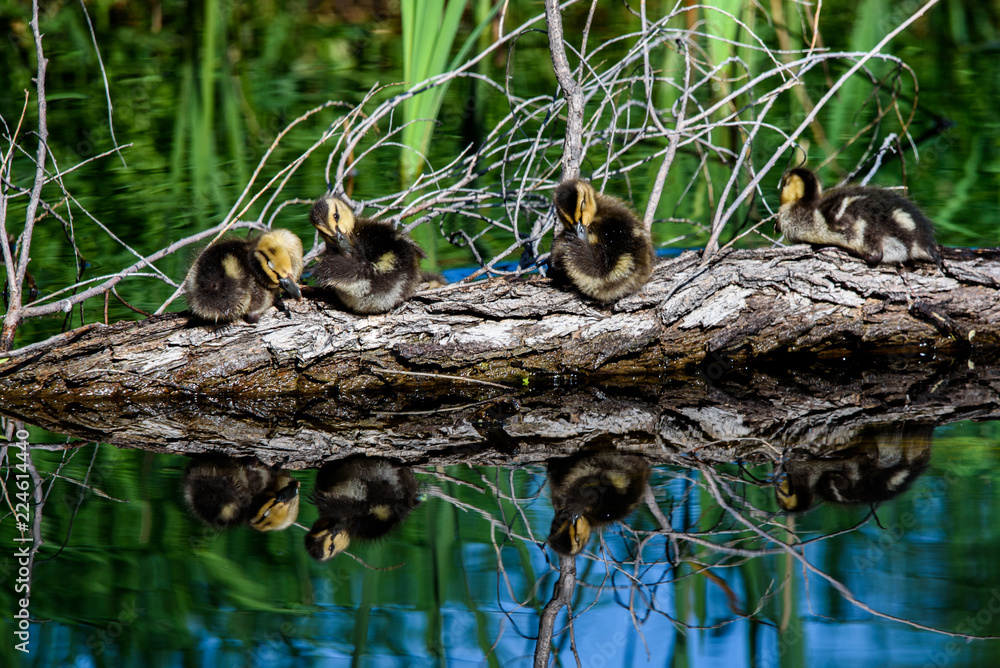 Ducklings sunning on a log Ducklings sunning on a log