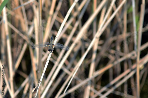 Dragonfly sitting in reed