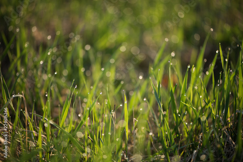 green grass with morning dew dropplets