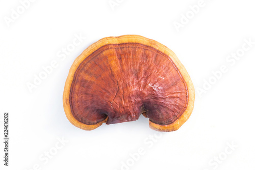 Lingzhi mushroom on white background (Ganoderma Lucidum). Chinese traditional medicine and nutritive value