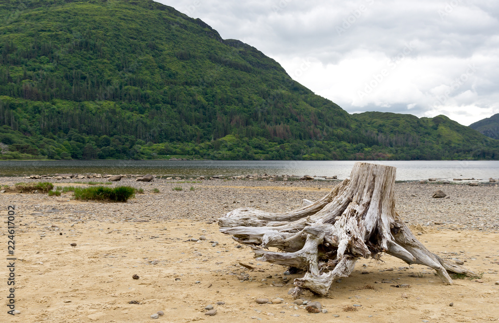 stump driftwood on the beach with forest and lake as background