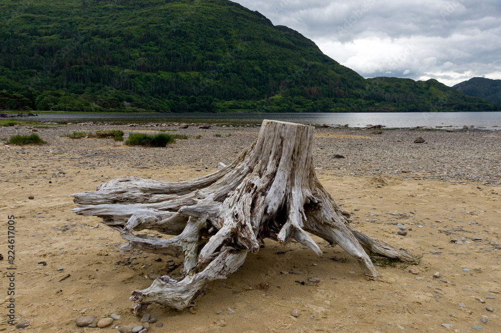 textured drifted wood on the beach with forest as background