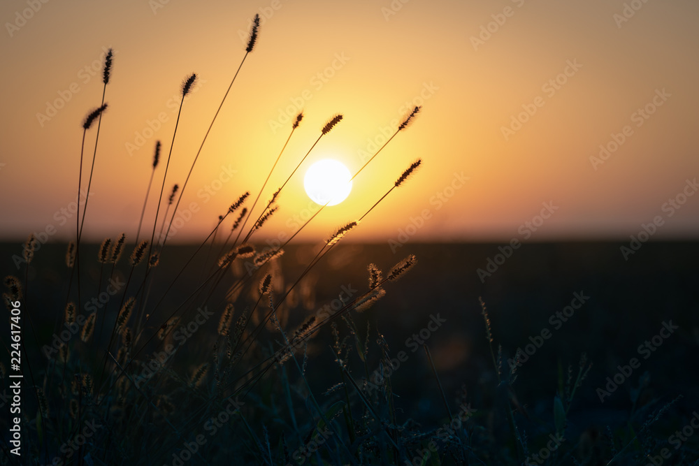 Autumn Grass in Sunset Light