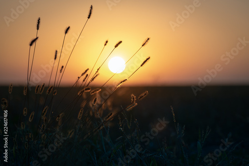 Autumn Grass in Sunset Light