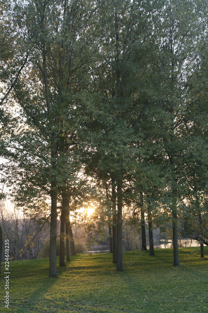 Fototapeta premium Arbres couché de soleil