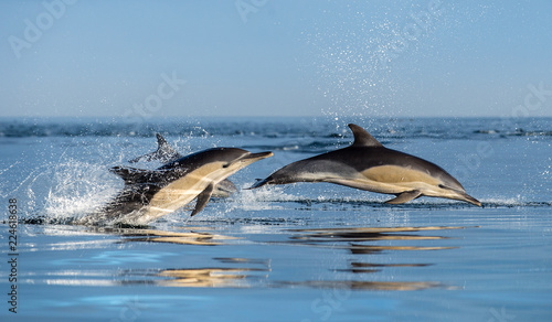 Dolphins in the ocean. Dolphins swim and jumping out of water. The Long-beaked common dolphin. Scientific name: Delphinus capensis. False Bay. South Africa.