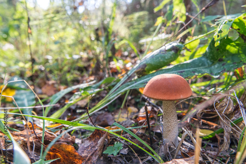 Big orange-cap mushroom boletus growing in autumn forest in Sunny day