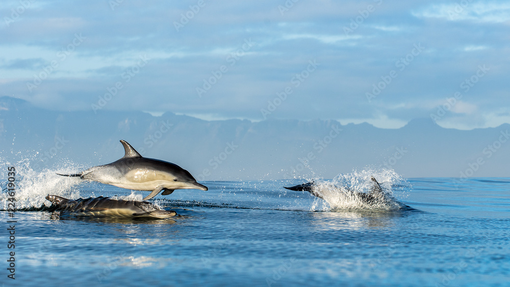 Fototapeta premium Dolphins in the ocean. Dolphins swim and jumping out of water. The Long-beaked common dolphin. Scientific name: Delphinus capensis. False Bay. South Africa.