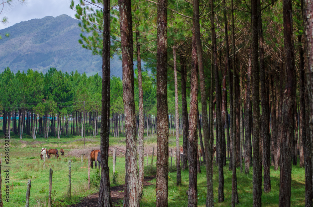 Fototapeta premium Bosque de caballos