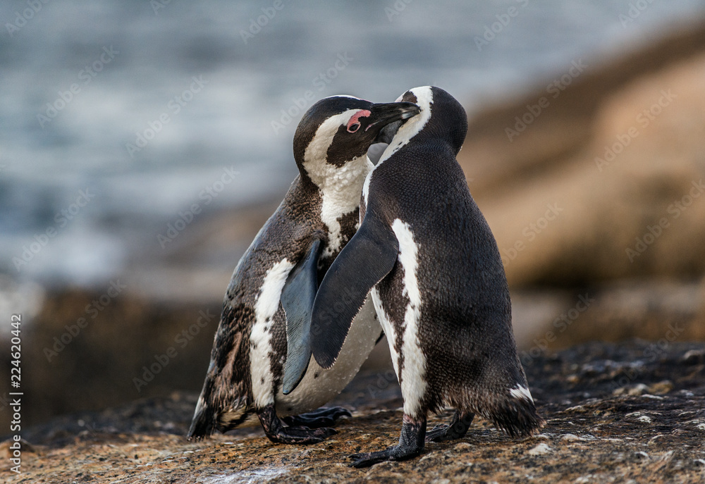 Obraz premium Kissing African penguins on the rock. African penguin, Scientific name: Spheniscus demersus, also known as the jackass penguin and black-footed penguin. On the rocks at Boulders Beach. South Africa.