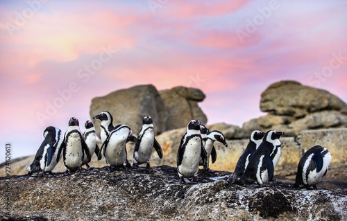 African penguins on the boulder at sunset. African penguin,Scientific name: Spheniscus demersus, also known as the jackass penguin and black-footed penguin. Boulders colony. South Africa.