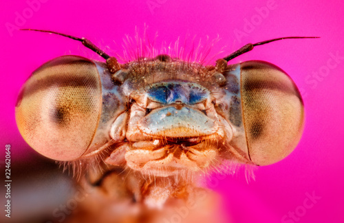 extreme macro image of insect © francoisloubser