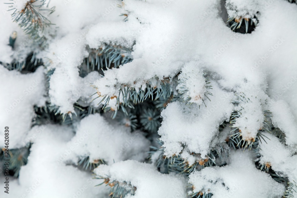 Snow covered evergreen branches