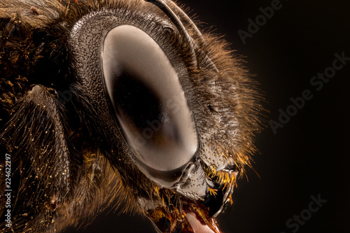 extreme macro image of carpenter bee