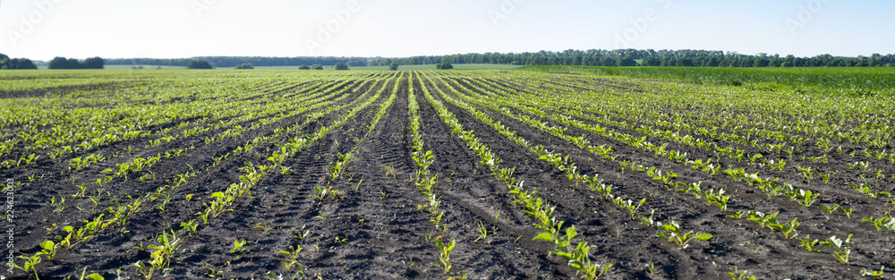 field of sugar beet