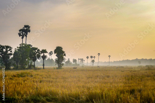 View over a misty, tropical Cambodian field near Siem Reap at sunrise with long yellow grass and tall palm trees