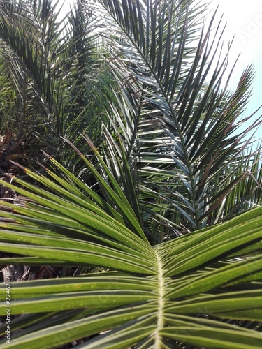 Planta  verde  palmera  naturaleza