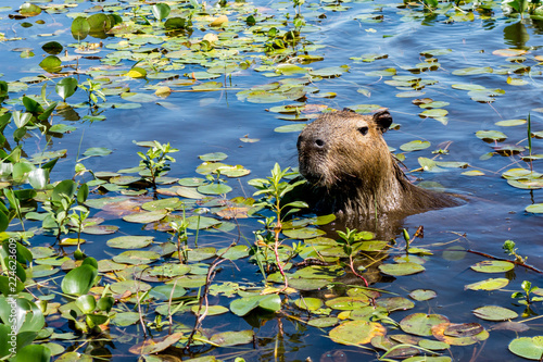 A capybara sticks its head up from the plant-covered waters of the Ibera Wetlands (Esteros del Ibera) near the village of Colonia Carlos Pellegrini in the Corrientes province of northern Argentina