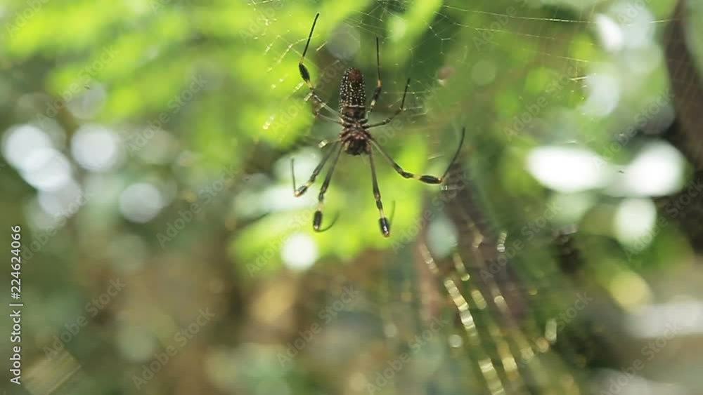 A close up of a wild spider in a rural area. A close up of a wild spider in a rural area.
