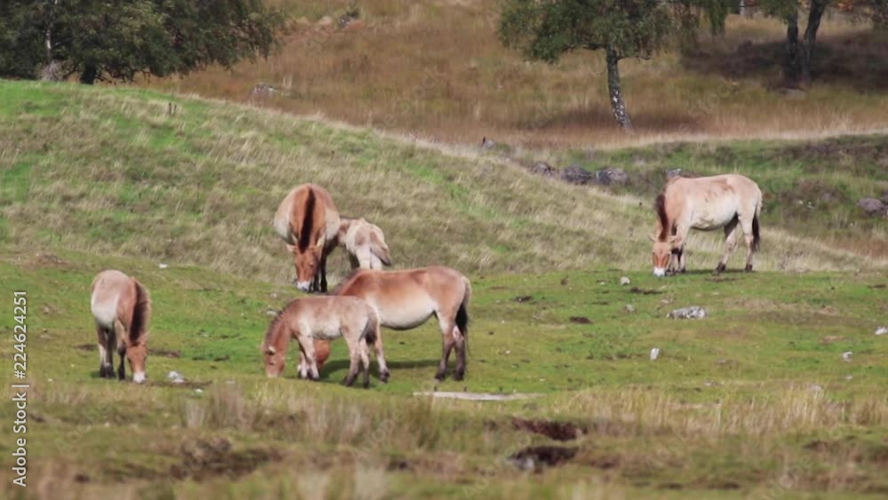 Przewalski's wild horses, Equus ferus przewalskii, grazing/grooming/roaming during september. Przewalski's wild horses, Equus ferus przewalskii, grazing/grooming/roaming during september.