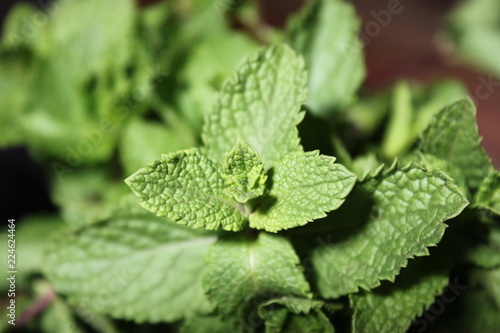 feuille plante vert