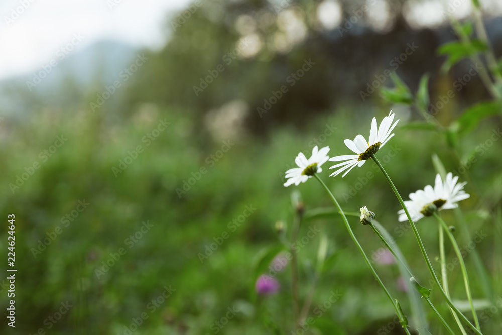 Beautiful flowers growing on green meadow in summer Beautiful flowers growing on green meadow in summer