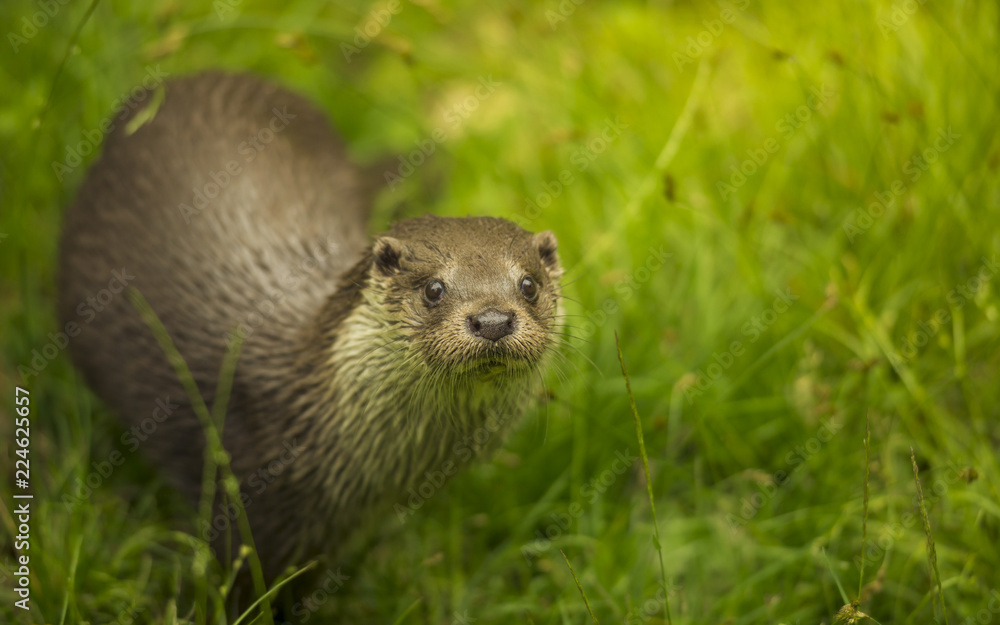 Lovely looking Eurasian otter (Lutra lutra) aquatic animal sitting on the wet fresh grass near stream river and curiously watching face to face by smal staring eyes and cute muzzle directing ahead. Lovely looking Eurasian otter (Lutra lutra) aquatic animal sitting on the wet fresh grass near stream river and curiously watching face to face by smal staring eyes and cute muzzle directing ahead.