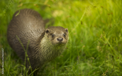 Lovely looking Eurasian otter (Lutra lutra) aquatic animal sitting on the wet fresh grass near stream river and curiously watching face to face by smal staring eyes and cute muzzle directing ahead.