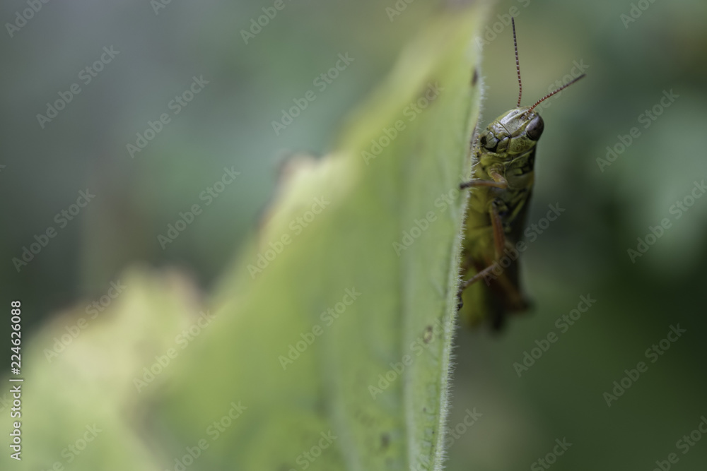 A red-legged grasshopper clings to a leaf. A red-legged grasshopper clings to a leaf.