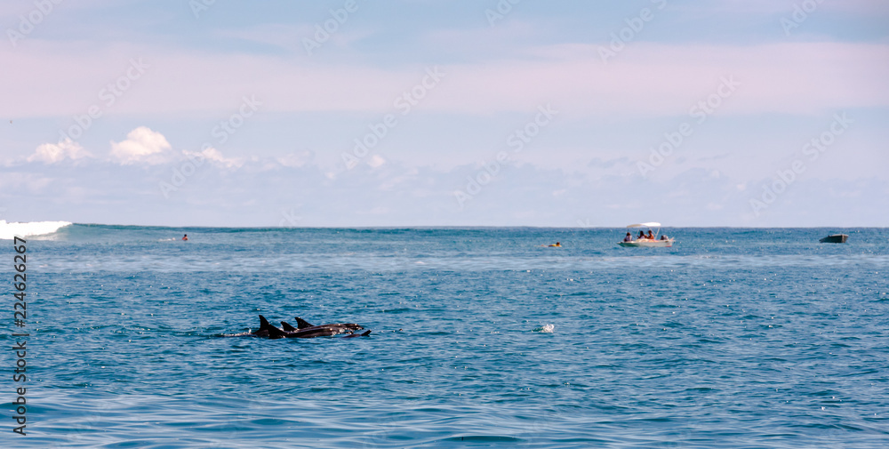 Three Dolphins Swimming