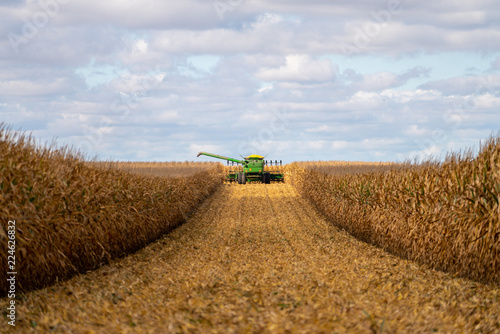 Fototapeta Green combine in corn field during harvest