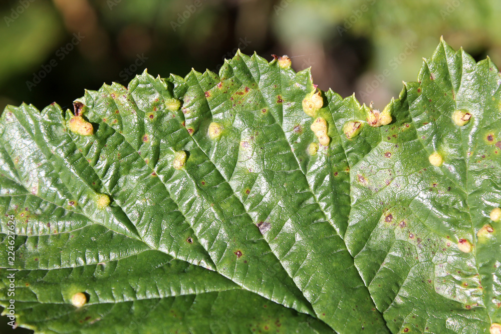 Gall of Dasineura ulmaria or Meadowsweet gall midge on leaf upper side of Filipendula ulmaria or Meadowsweet Gall of Dasineura ulmaria or Meadowsweet gall midge on leaf upper side of Filipendula ulmaria or Meadowsweet